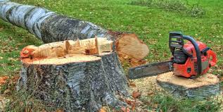 Best Tree Removal  in Woodland, CA
