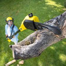 Best Lawn Mowing  in Woodland, CA