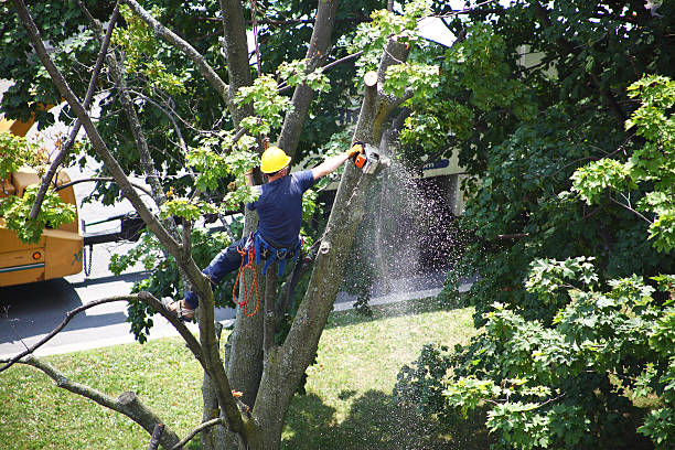 Best Grass Overseeding  in Woodland, CA