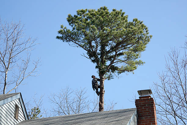 How Our Tree Care Process Works  in  Woodland, CA